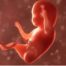 port ecografia Doppler feto placentario a